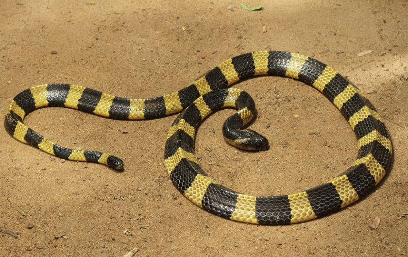 Ленточный крайт