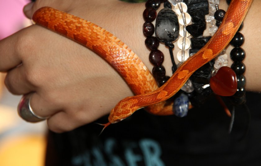 Маисовый полоз