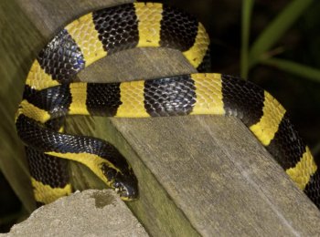 Ленточный крайт: как выглядит, где встречается, как ухаживать в домашних условиях