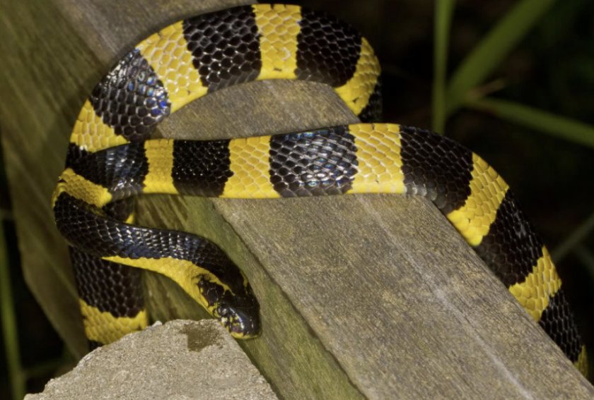 Ленточный крайт Ленточный крайт