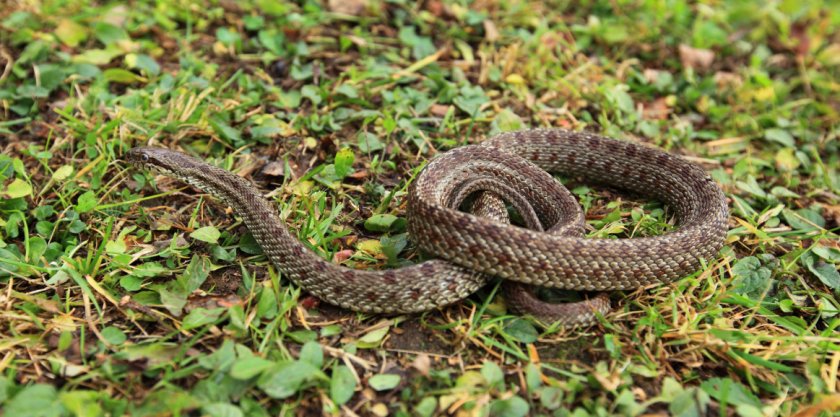 Полоз змея фото виды и описание
