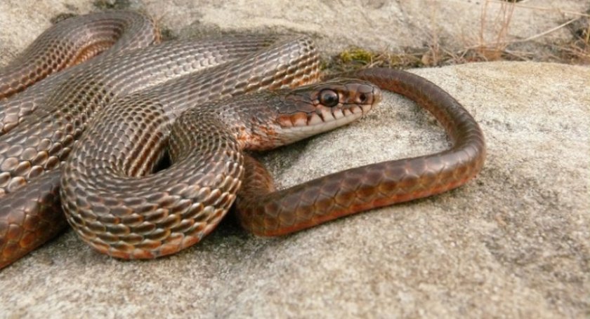 Краснобрюхий полоз