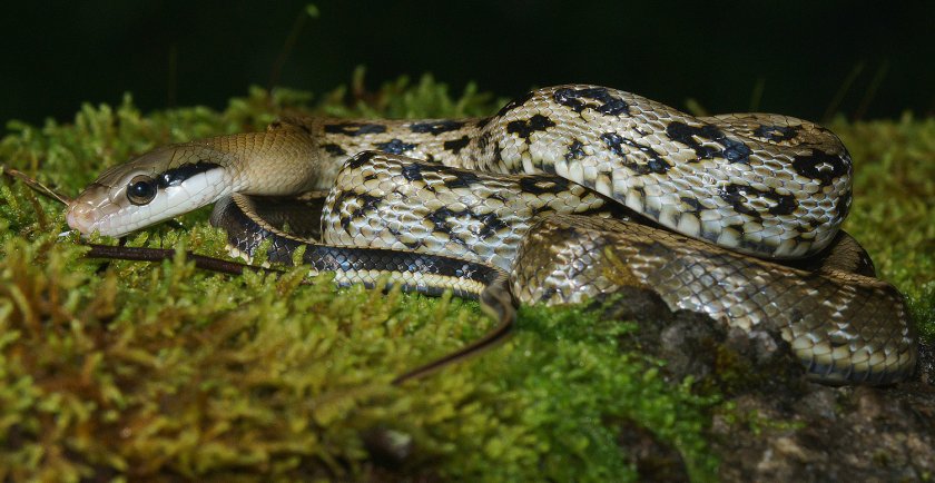 Тонкохвостый лазающий полоз