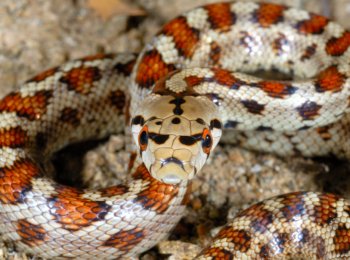 Полоз: виды змеи