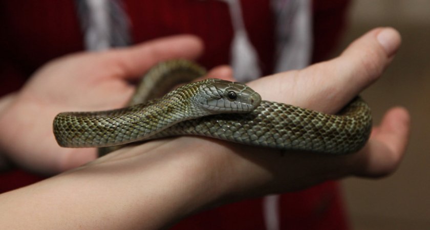 Островной полоз