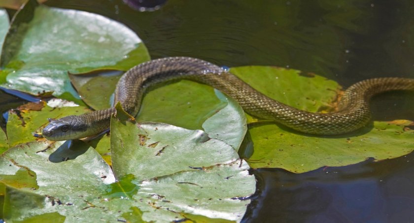 Островной полоз Островной полоз