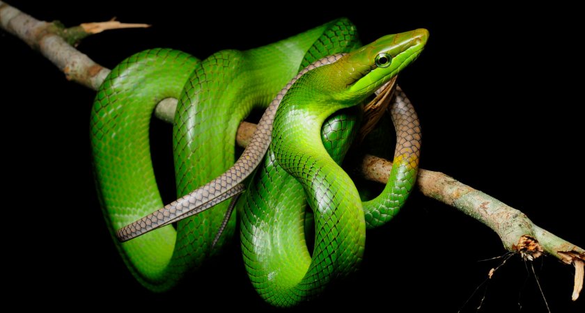 Зелёный (смарагдовый) полоз