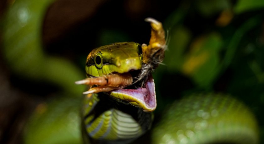 Зелёный (смарагдовый) полоз Зелёный (смарагдовый) полоз