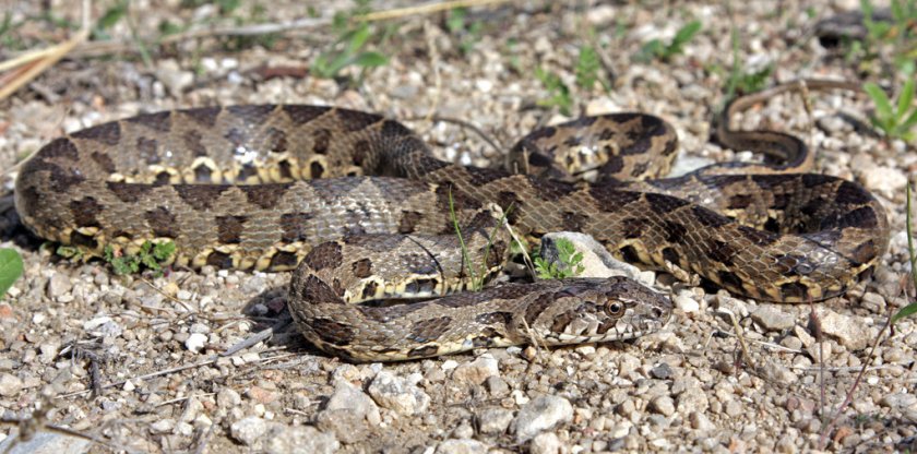 Разноцветный полоз