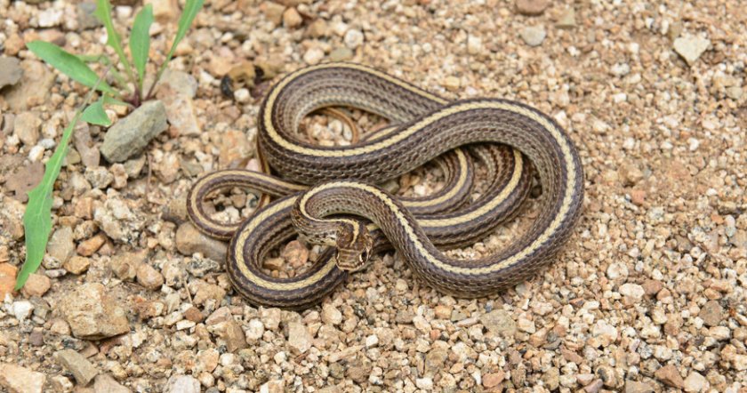 Полосатый полоз Полосатый полоз