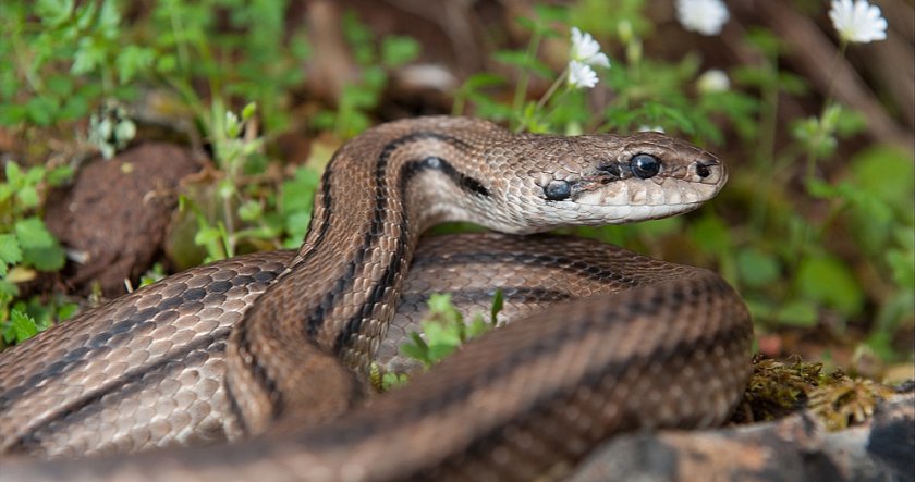 Четырёхполосый лазающий полоз