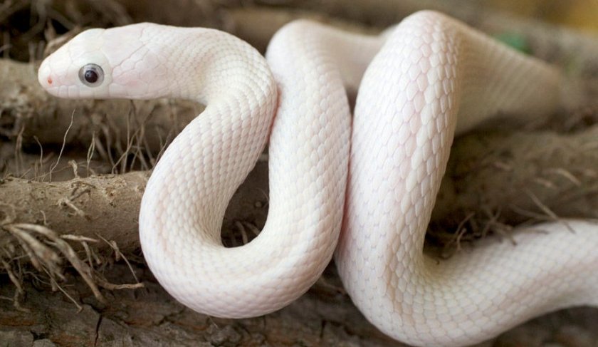 Белый техасский полоз