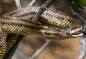 Четырёхполосый лазающий полоз