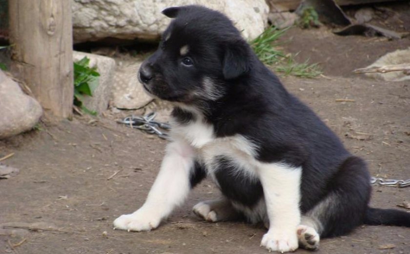 Щенок восточносибирской ласки