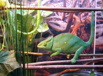 Террариум для хамелеона: как сделать и обустроить своими руками