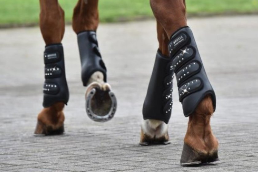 Для чего нужны ногавки для лошади