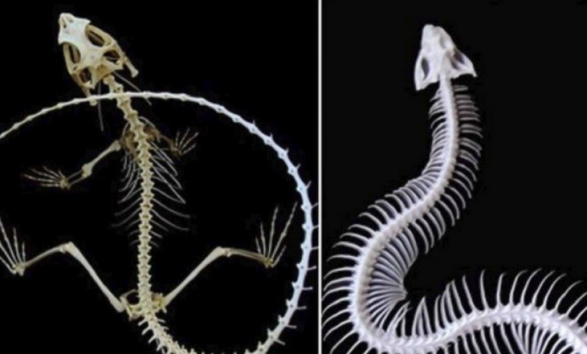 Скелет ящерицы и змеи