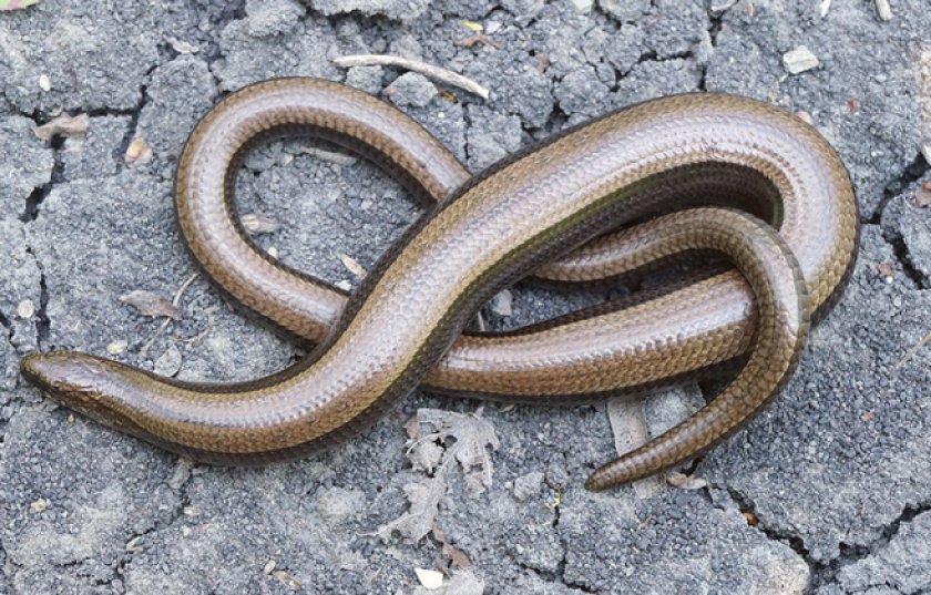 Ломкая веретеница