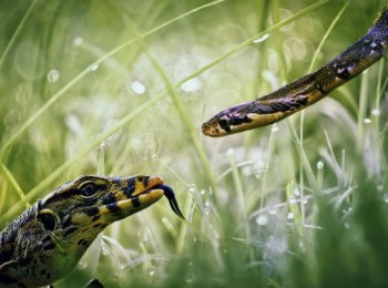 Чем змеи отличаются от ящериц?