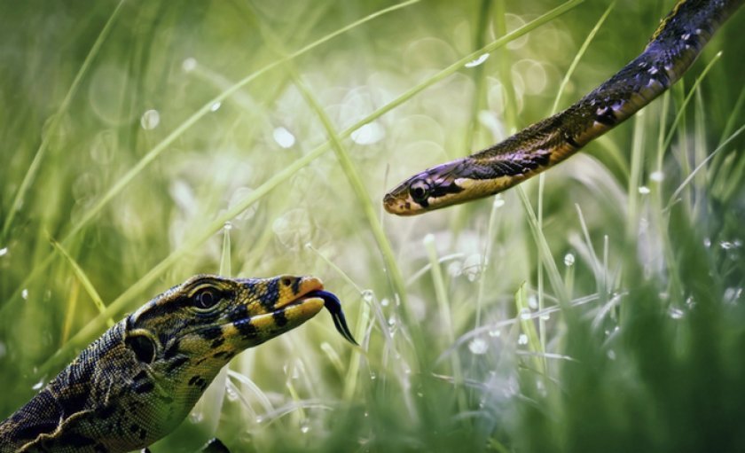 Змея и ящерица