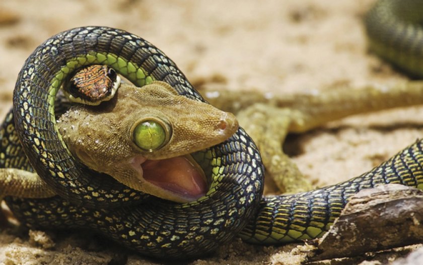 Змея и ящерица