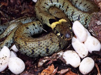 Как размножаются змеи?