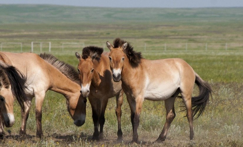 Фото лошадь пржевальского из красной книги