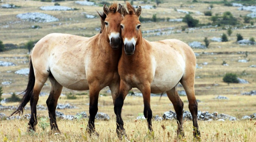 Лошадь Пржевальского