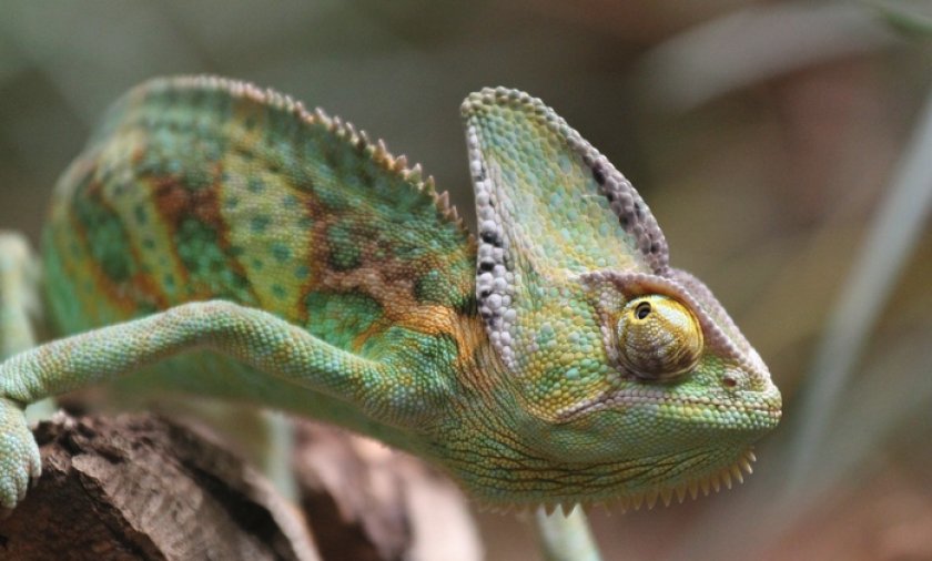 Йеменский хамелеон