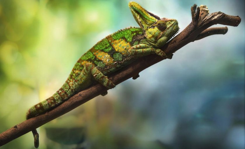 Йеменский хамелеон