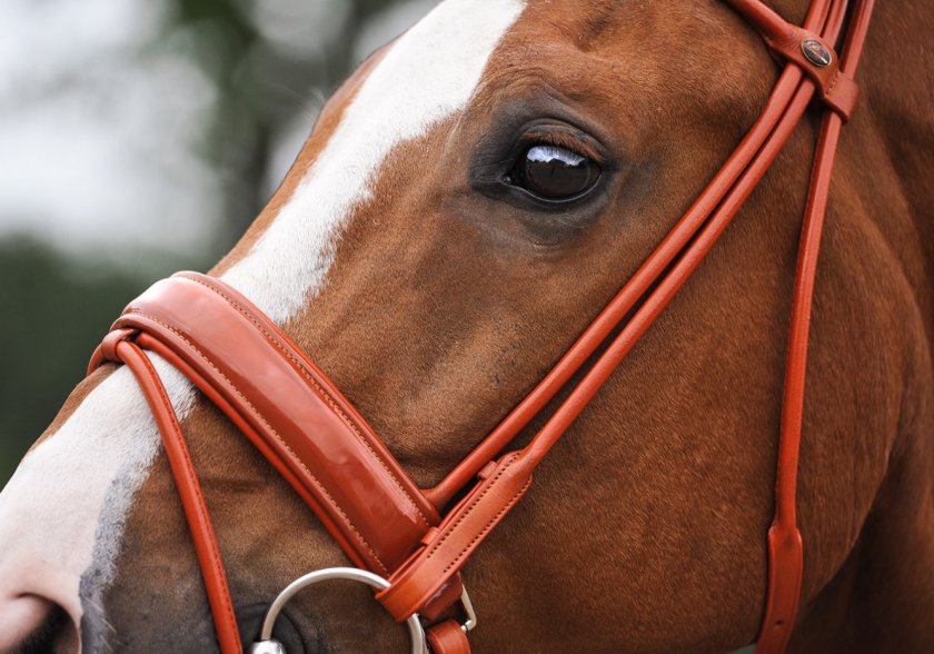 Недоуздок для лошади — виды и как сделать своими руками