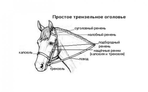 Элементы оголовья Элементы оголовья