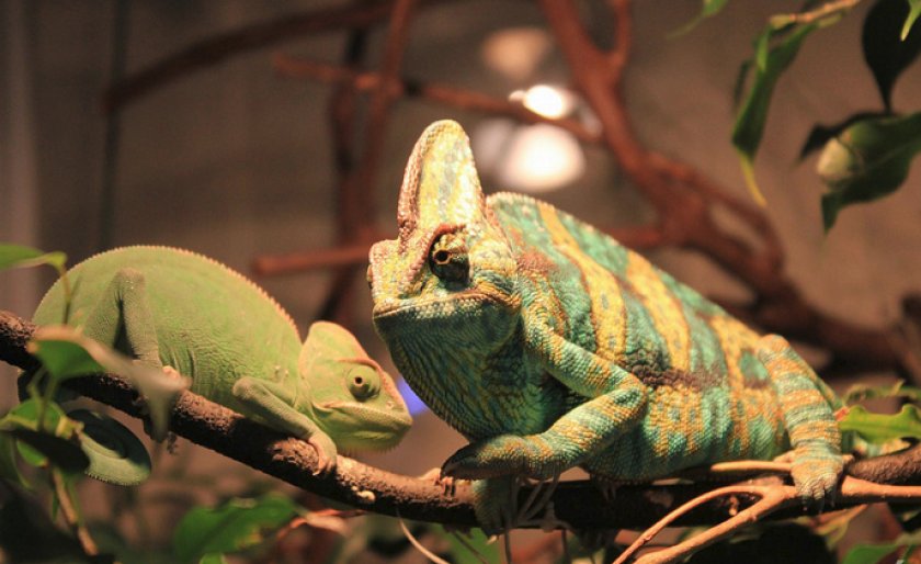 Йеменские хамелеоны