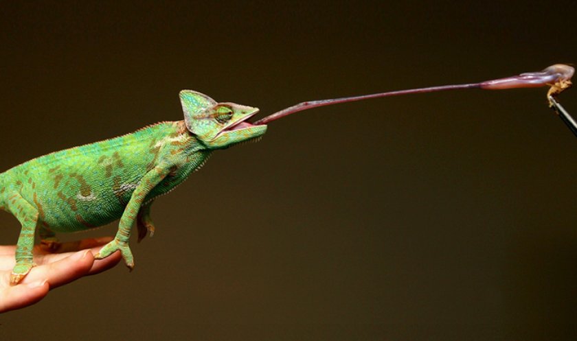 Йеменский хамелеон кушает