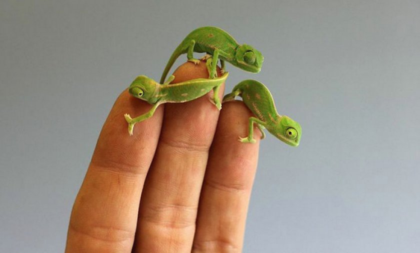 Йеменские хамелеоны