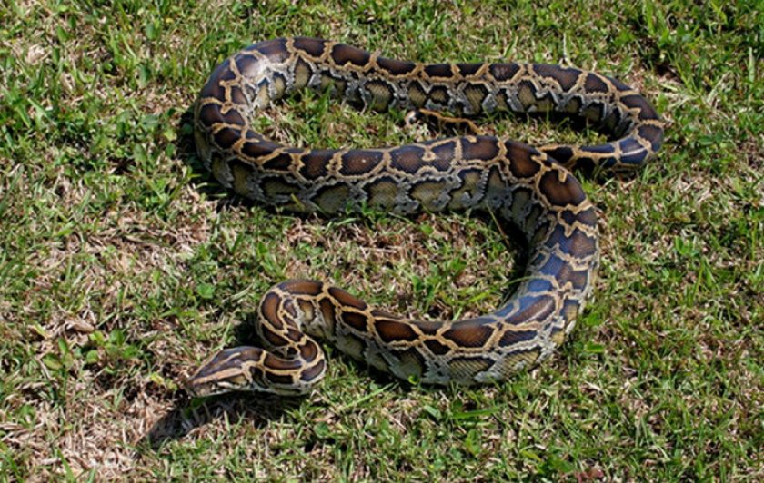 Бирманский