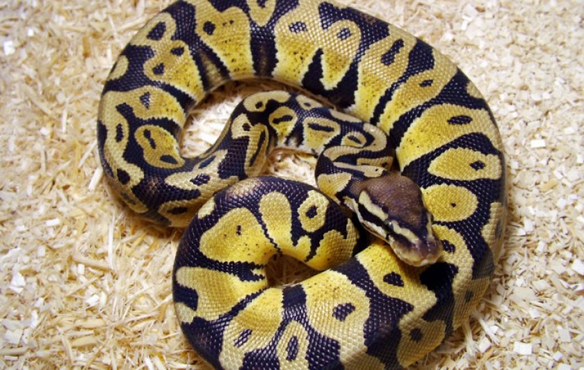 Королевский