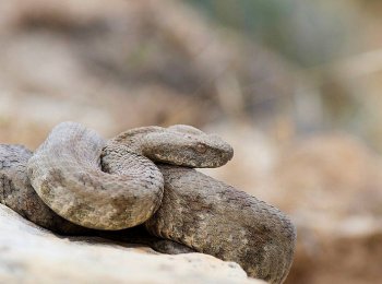 Гюрза: как выглядит и где встречается ядовитая змея