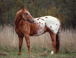 Лошадь породы аппалуза