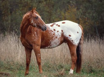 Лошадь породы аппалуза: характеристика, содержание и уход