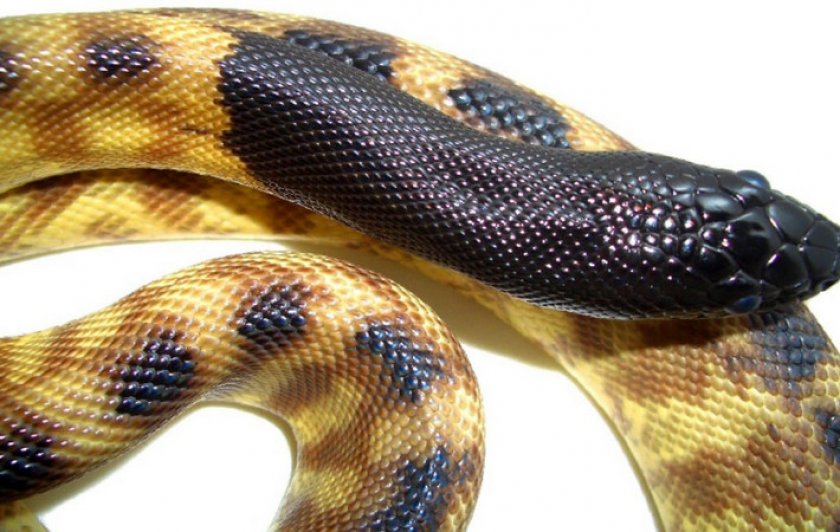 Черноголовый