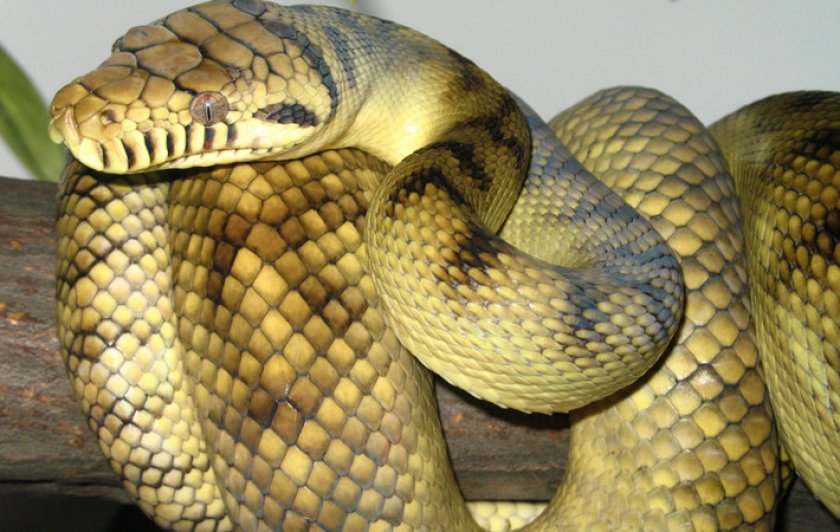 Аметистовый