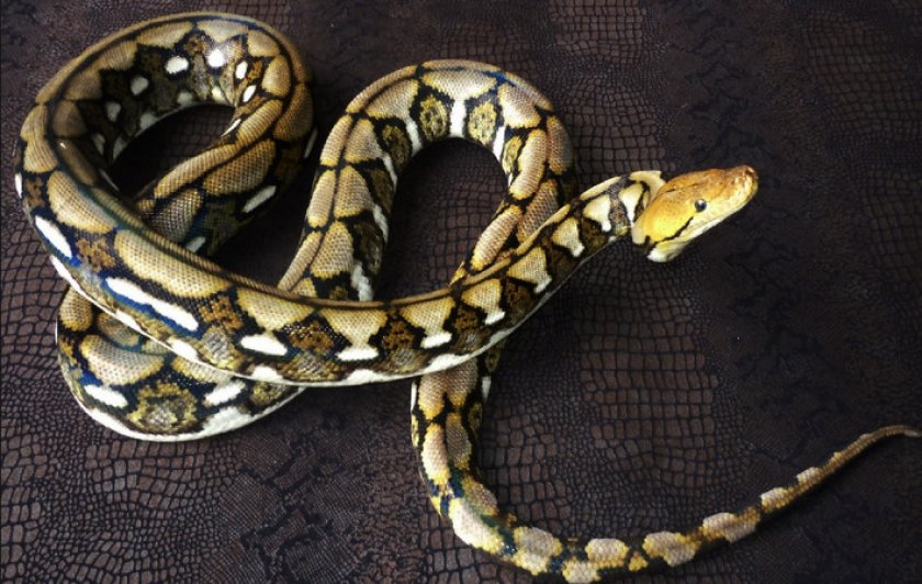 Карликовый