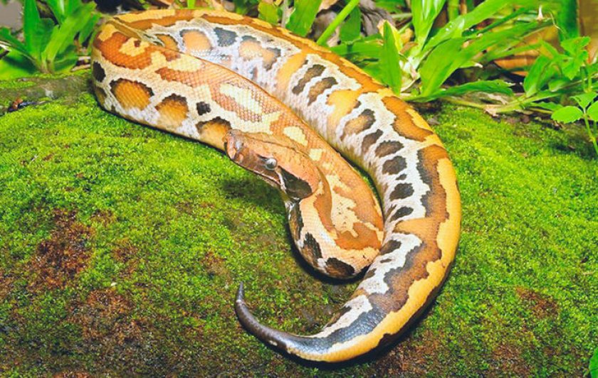 Суматранский короткохвостый