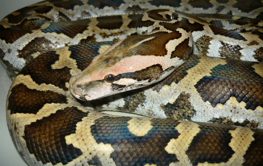 Цейлонский тигровый