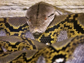 Какой питон считается самым большим в мире?