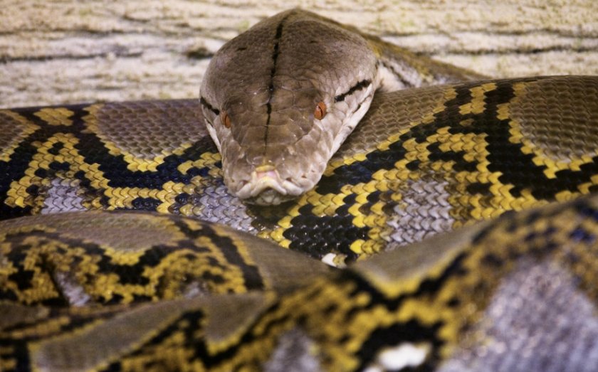 Сетчатый питон