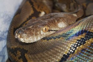 Сетчатый питон