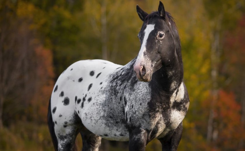 Лошадь породы аппалуза