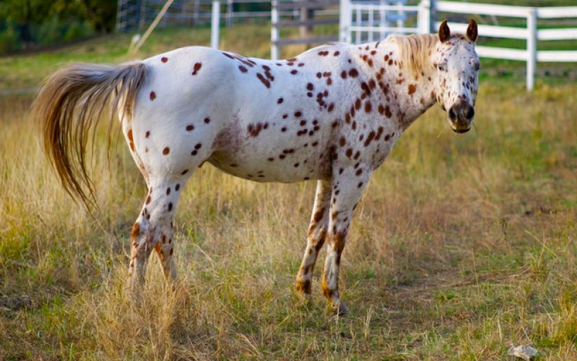 Лошадь породы аппалуза Лошадь породы аппалуза